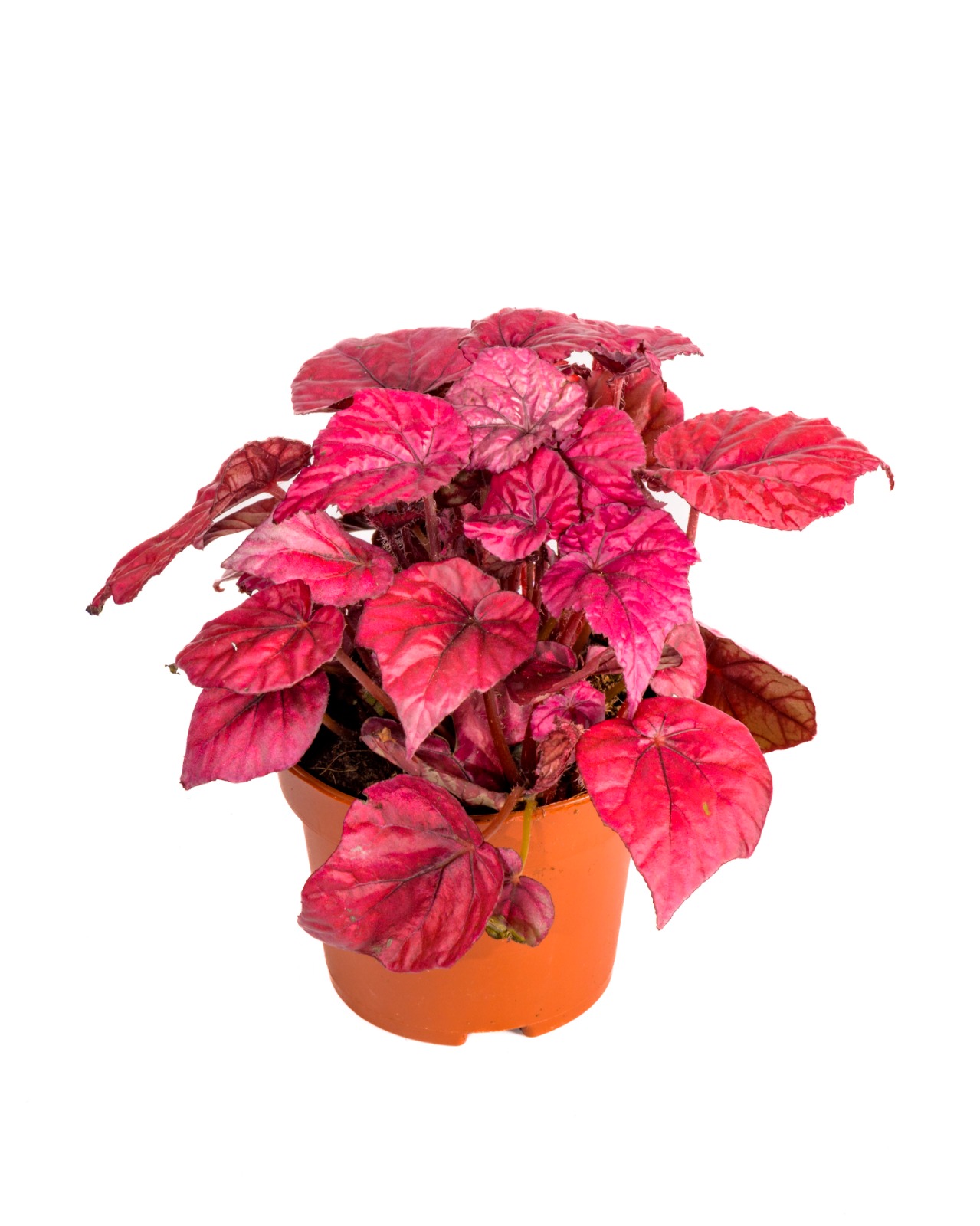 Buy Begonia B Inca Flame P12 Cm online on Qetaat.com